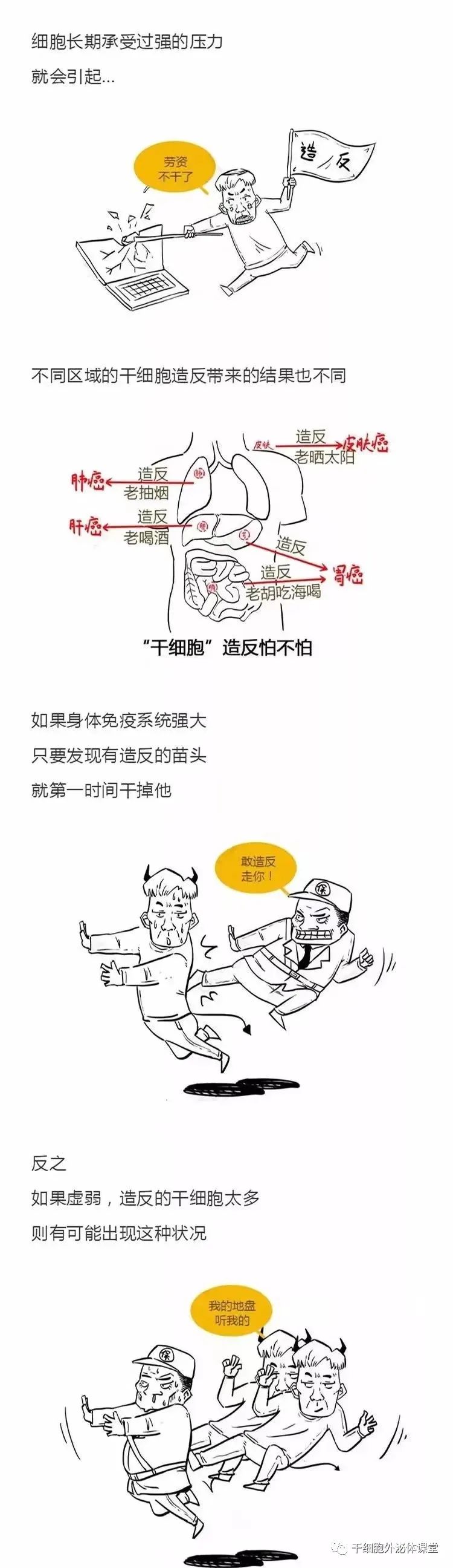 【漫画图解】干细胞怎么影响人的生老病死