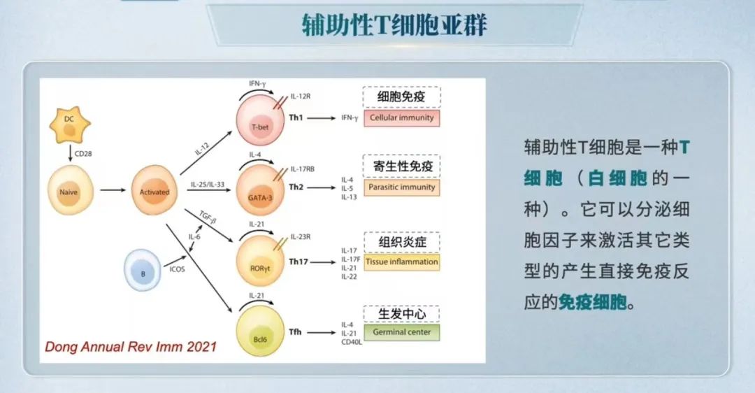 董晨教授：免疫治疗让难以攻克的疾病有了治愈的希望