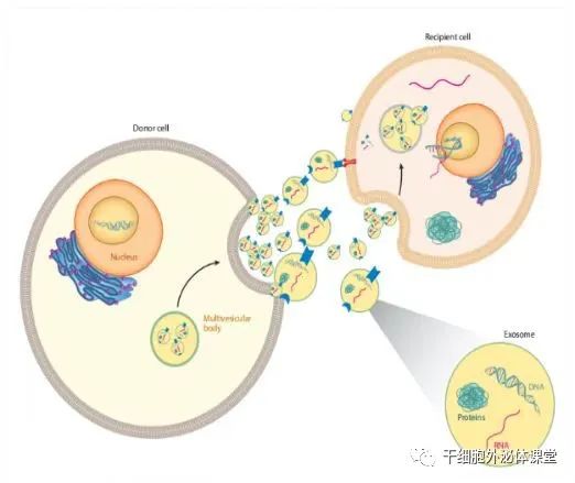 关于美业新晋“网红”外泌体，99%的人不清楚