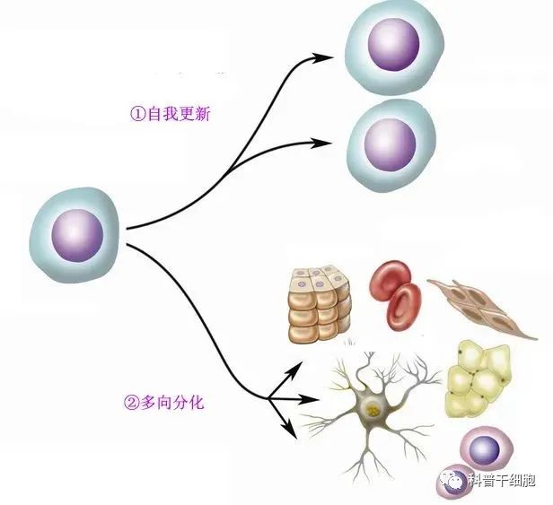 干细胞为何是再生医学的核心？