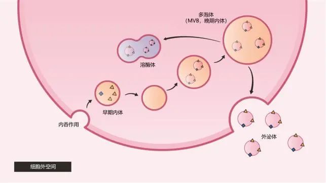 干细胞外泌体与皮肤抗衰老
