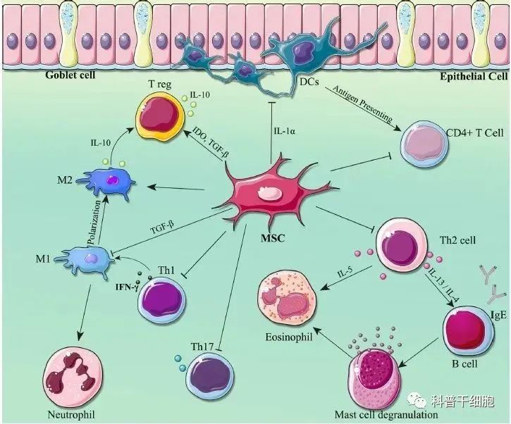 干细胞为何是再生医学的核心？