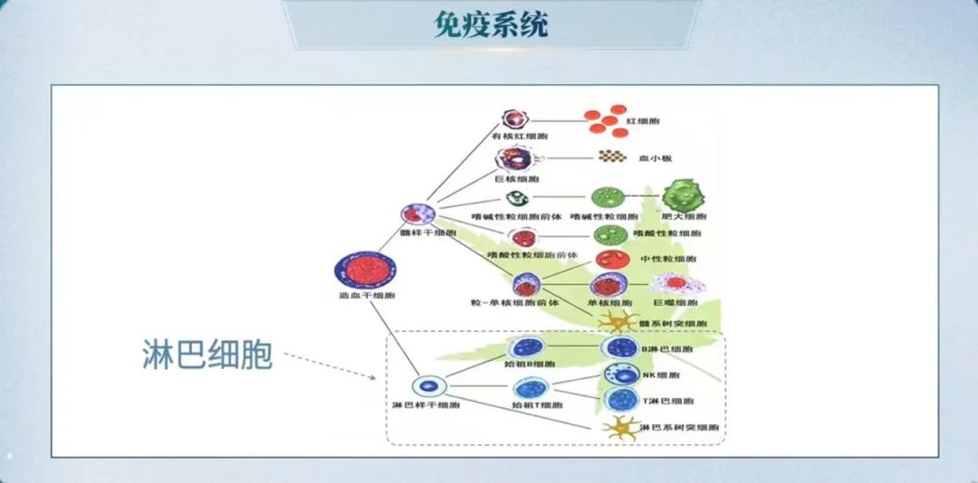 董晨教授：免疫治疗让难以攻克的疾病有了治愈的希望