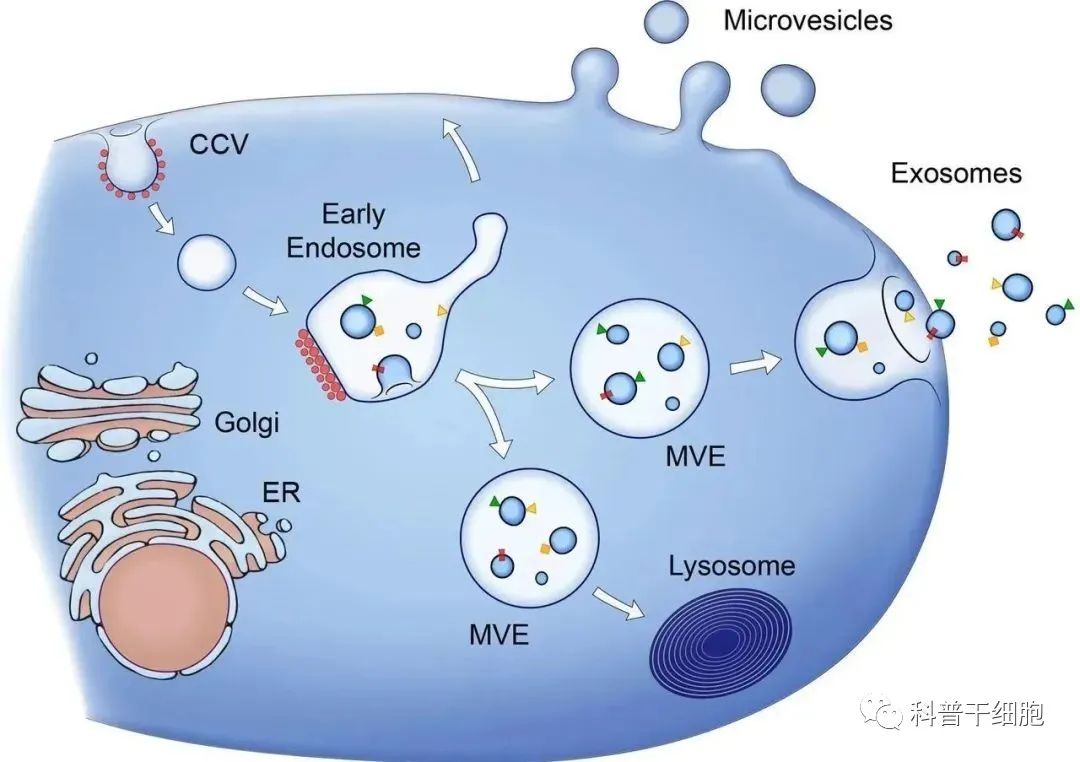 科普 | 外泌体——细胞间的“闪送”