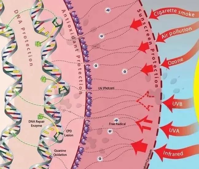 三分钟读懂外泌体，外泌体有哪些美容作用？