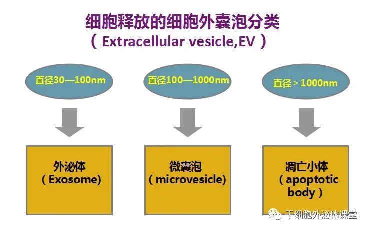 关于美业新晋“网红”外泌体，99%的人不清楚