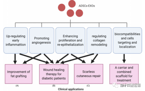 脂肪源干细胞外泌体及其在皮肤伤口愈合中的应用