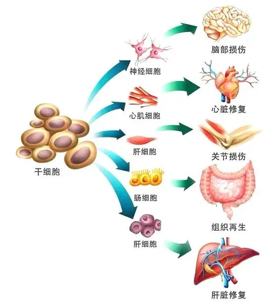 科普 | 不可不知的干细胞分类