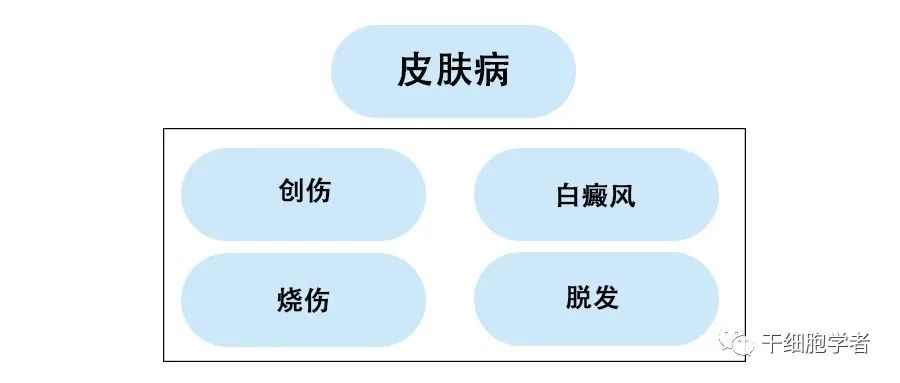 干细胞治疗应用病症合集 （四）