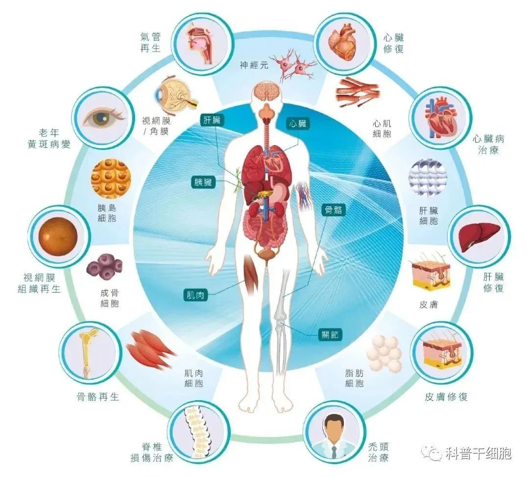 干细胞为何是再生医学的核心？