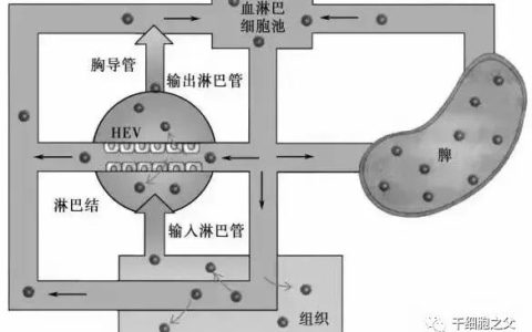 为什么干细胞移植大多是以静脉回输的方式