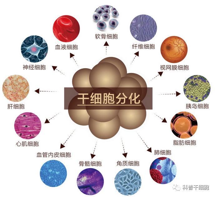 干细胞为何是再生医学的核心？