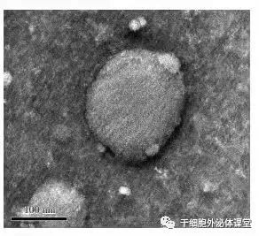 关于美业新晋“网红”外泌体，99%的人不清楚