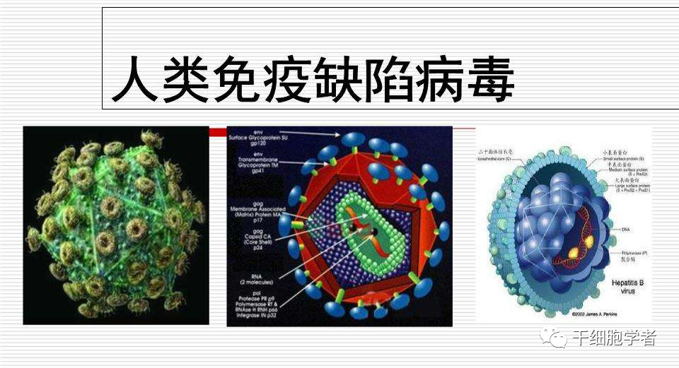 干细胞治疗应用病症合集 （四）