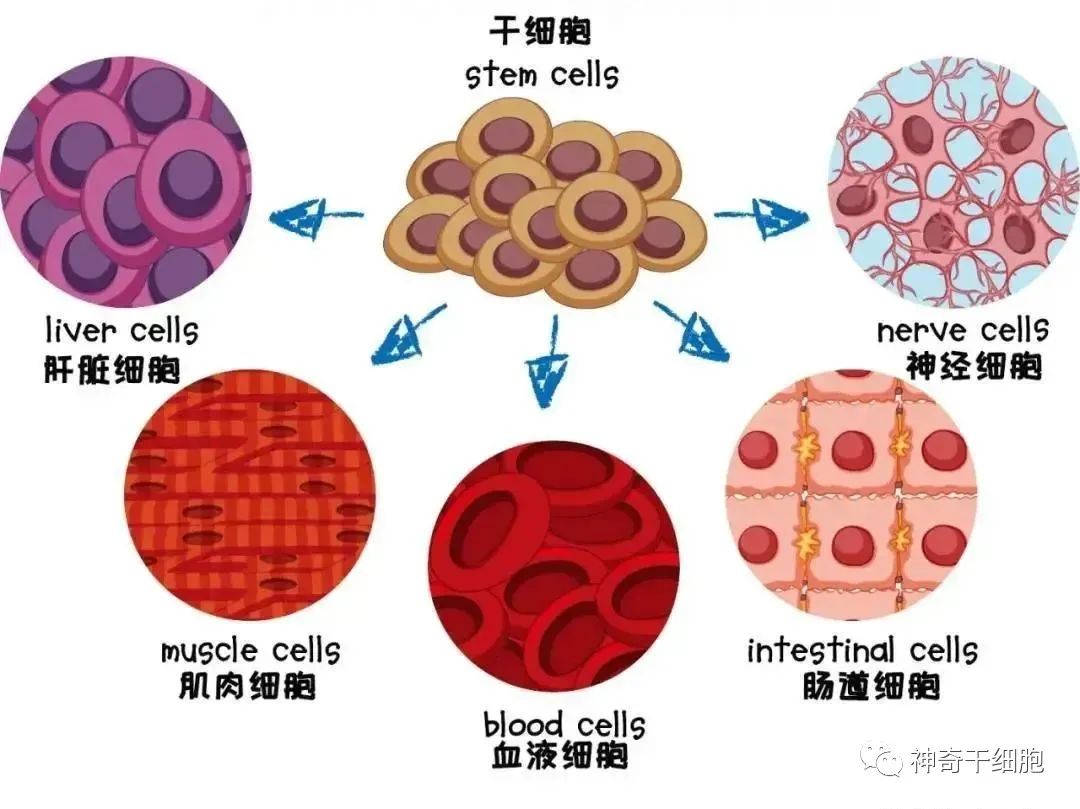 干细胞如何给人体这辆“豪车”做保养？