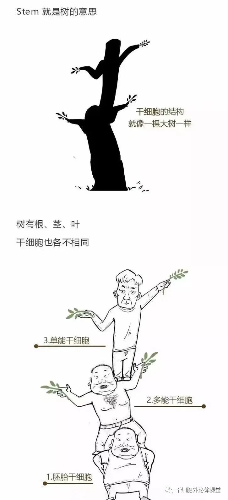 【漫画图解】干细胞怎么影响人的生老病死