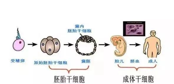 科普 | 不可不知的干细胞分类