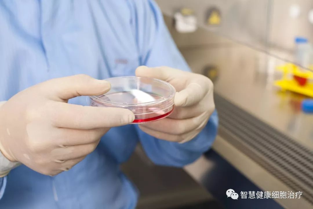 干细胞到了体内能存活多久?