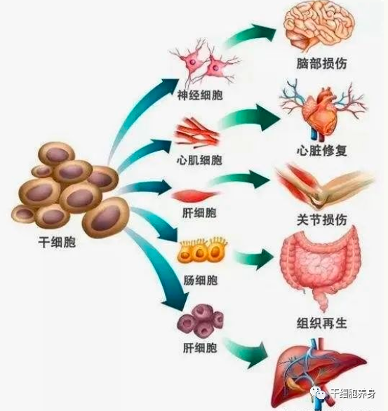 干细胞究竟是怎么抗衰老的？