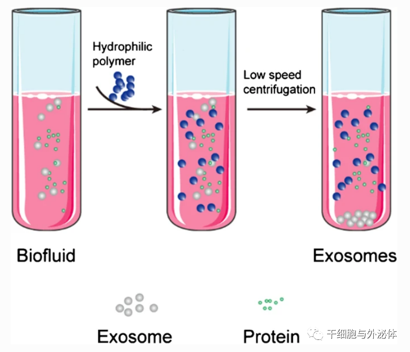 外泌体提取分离的12种技术
