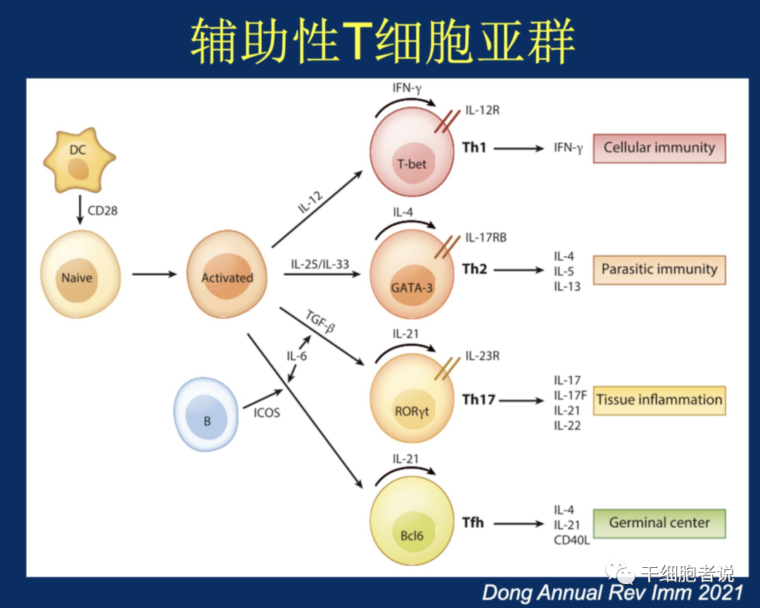 董晨院士：免疫治疗让难以攻克的疾病有了治愈的希望