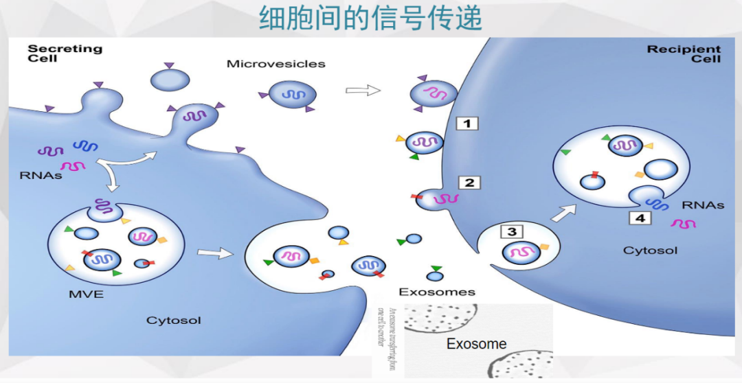 挖外泌体机制研究的关注点