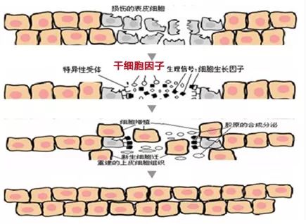 都2023了还在做传统美容？细胞抗衰才是富人们的香饽饽！