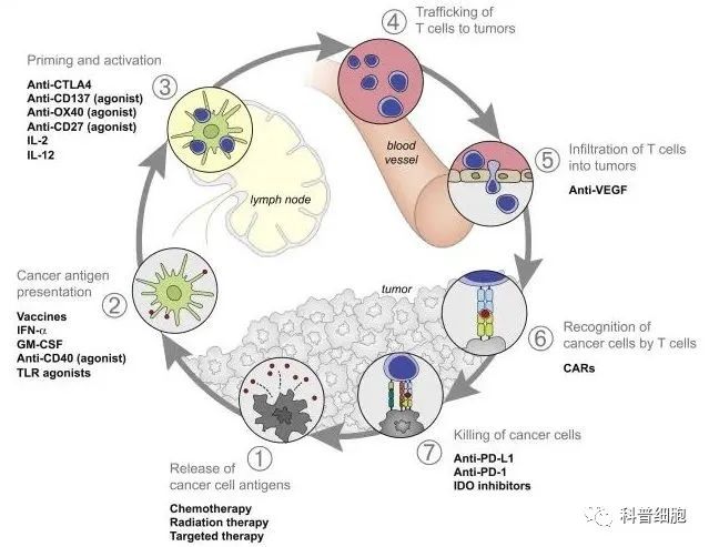 全面总结--免疫治疗到底是如何清杀体内肿瘤的！