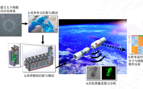 厉害了，干细胞！医学院纪家葵课题组负责中国空间站微重力环境对干细胞谱系分化的影响研究