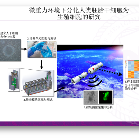 厉害了，干细胞！医学院纪家葵课题组负责中国空间站微重力环境对干细胞谱系分化的影响研究