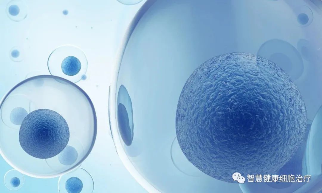 干细胞到了体内能存活多久？