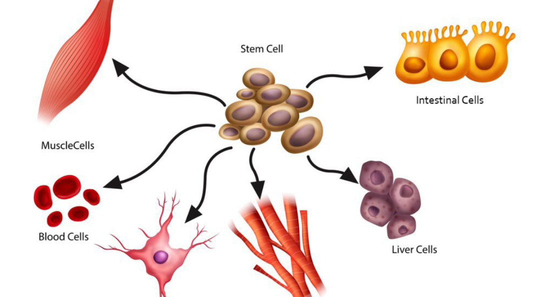 基础科普 | 神奇的间充质干细胞：为何需要多次给药却不会产生依赖？