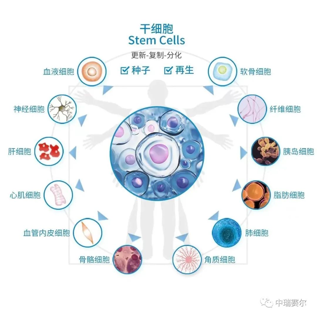 干细胞回输原来是这样的