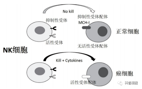 抗衰、杀瘤、抵御病毒，“人体劳模”NK细胞到底要干多少活？