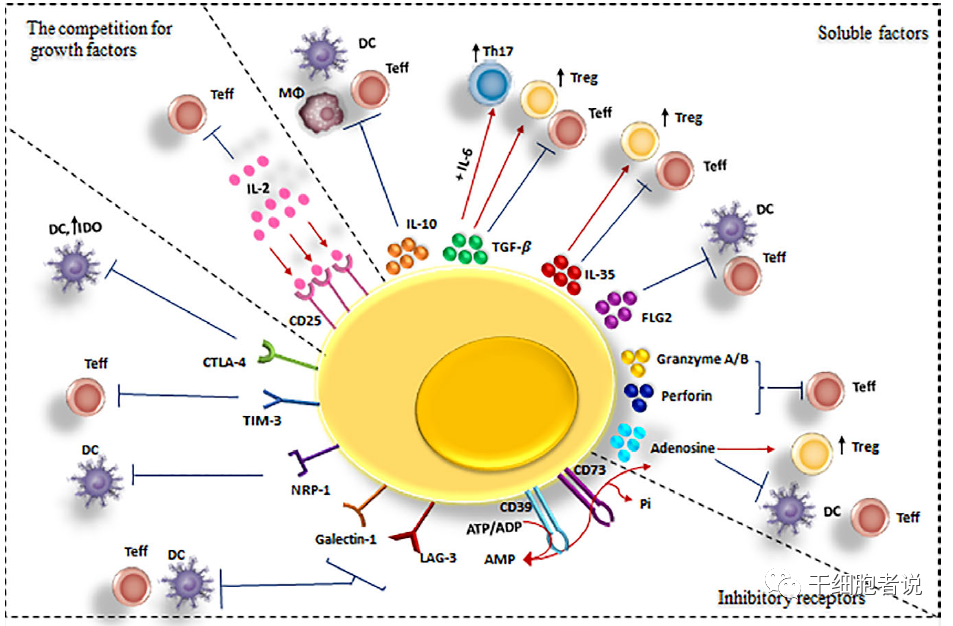 关于Treg细胞，你想知道的在这里