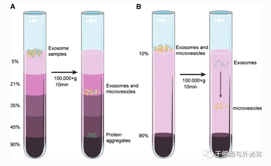 外泌体提取分离的12种技术