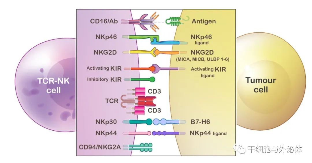 TCR-NK 细胞：癌症免疫治疗的新来源