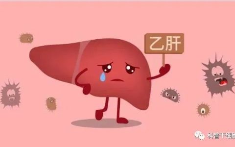 得了乙肝如何应对？干细胞或能改善慢性乙肝症状