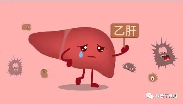 得了乙肝如何应对？干细胞或能改善慢性乙肝症状