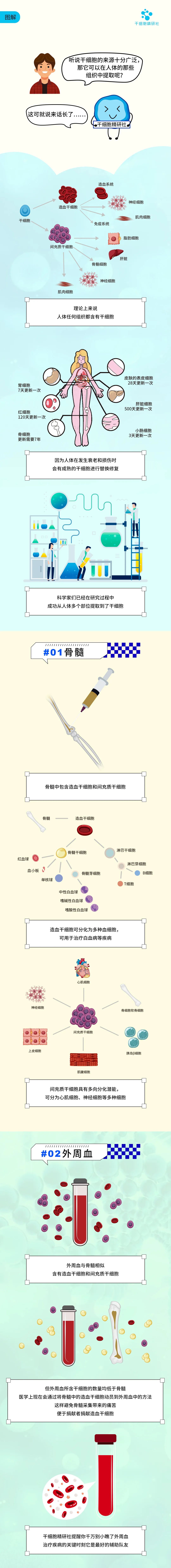 图解：干细胞可以从人体的哪些组织中提取？