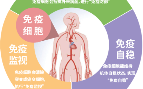 免疫细胞的主要功能及作用