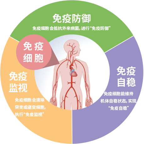 免疫细胞的主要功能及作用