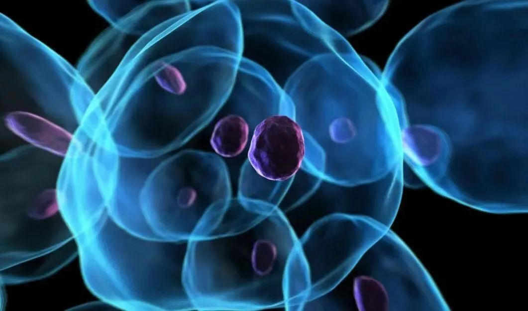 抗病毒、抗衰老、提升免疫力，NK细胞越来越受到医学界重视