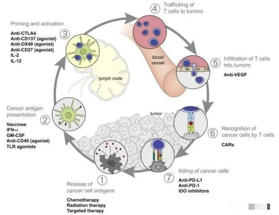 全面总结--免疫治疗到底是如何清杀体内肿瘤的！