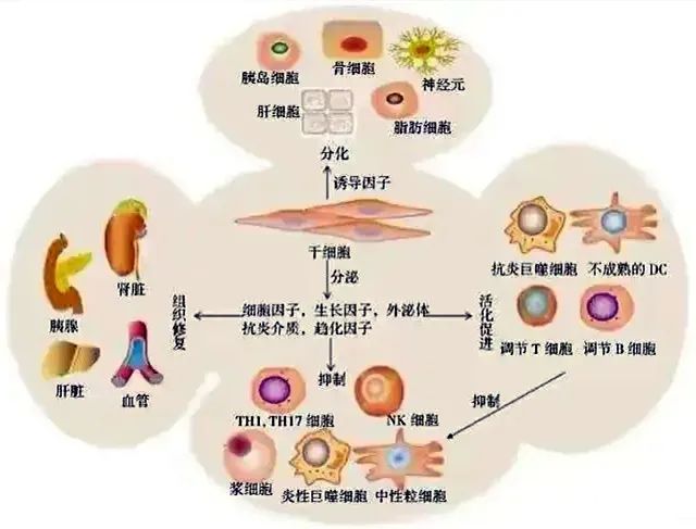 干细胞回输之后是如何对人体实现精准修复的？