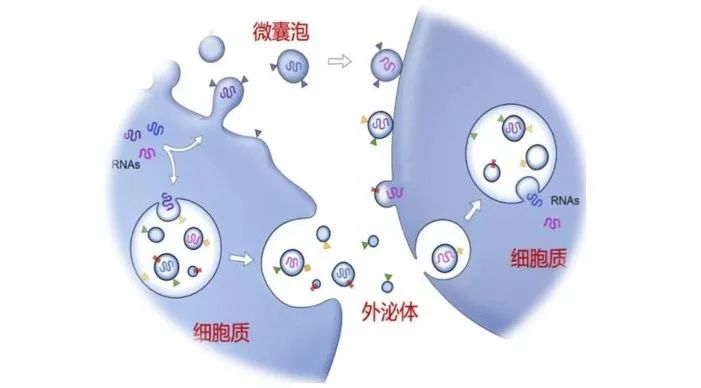 外泌体在免疫系统中的重要作用