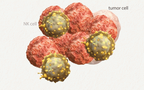 癌症的天敌，最好的医生——NK细胞疗法