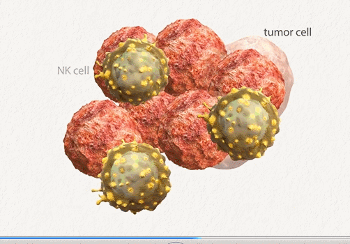 癌症的天敌，最好的医生——NK细胞疗法