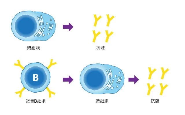 免疫细胞的主要功能及作用