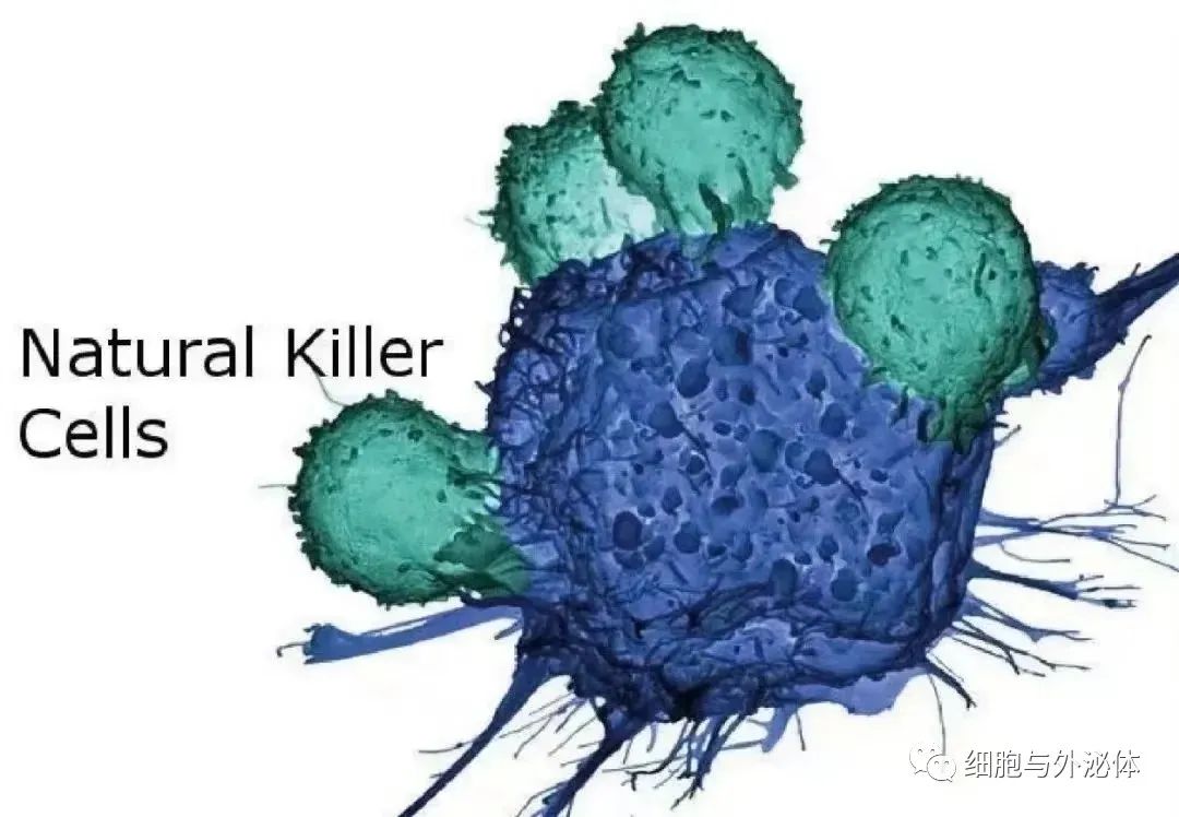 抗病毒、抗衰老、提升免疫力，NK细胞越来越受到医学界重视